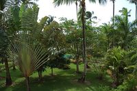 Tropical garden of the Hotel OASIS LAS TERRENAS - Las Terrenas - Dominican Republic